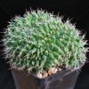 Mammillaria_compressa_forma_cristata